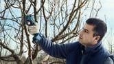 PRO Pro Pruner