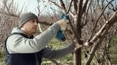 PRO Pro Pruner