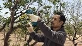 PRO Pro Pruner
